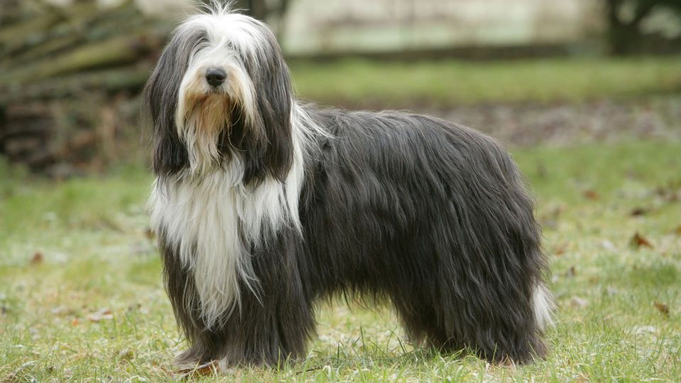 Bearded Collie